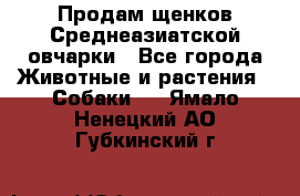 Продам щенков Среднеазиатской овчарки - Все города Животные и растения » Собаки   . Ямало-Ненецкий АО,Губкинский г.